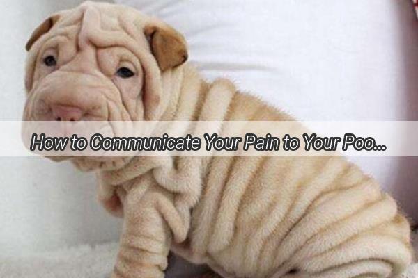 How to Communicate Your Pain to Your Pooch A Heartwarming Guide for Dog Lovers